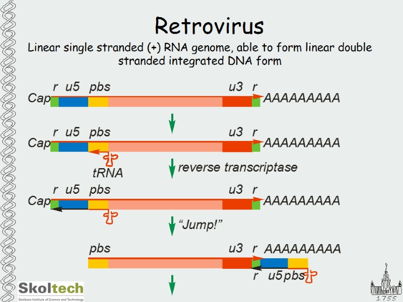 Retrovirus Linear single stranded (+) RNA genome, able to form linear double stranded integrated